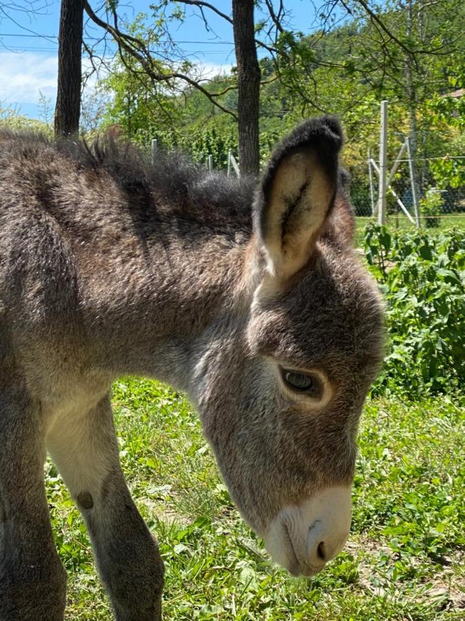 Magliano Alfieri Locanda Del Molino Vecchioヴィラ エクステリア 写真