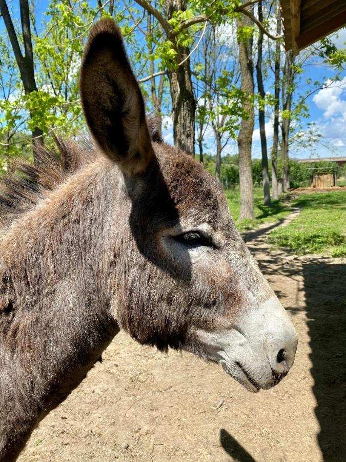 Magliano Alfieri Locanda Del Molino Vecchioヴィラ エクステリア 写真